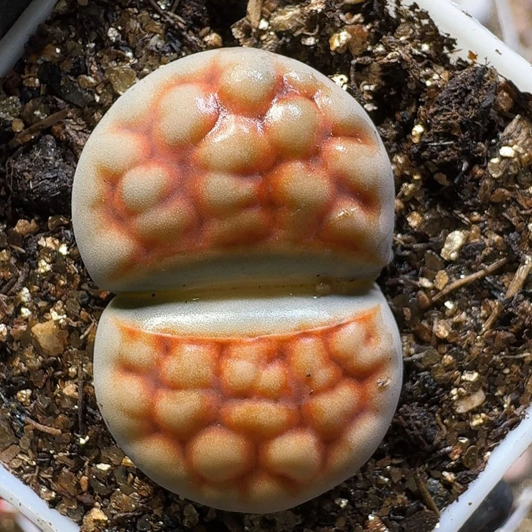 生石花23:：：。  91