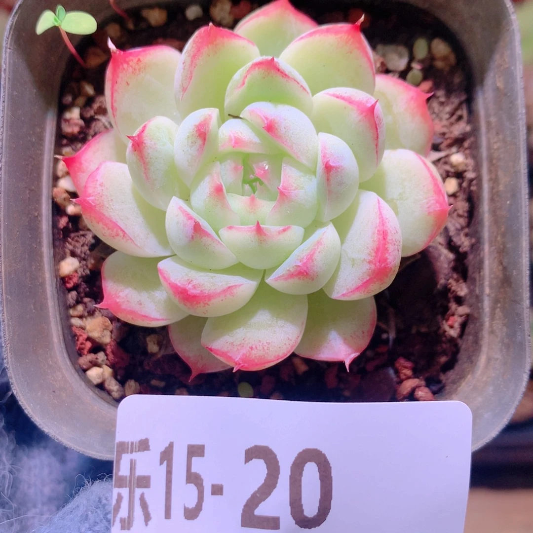 乐然15-20 女王玫瑰