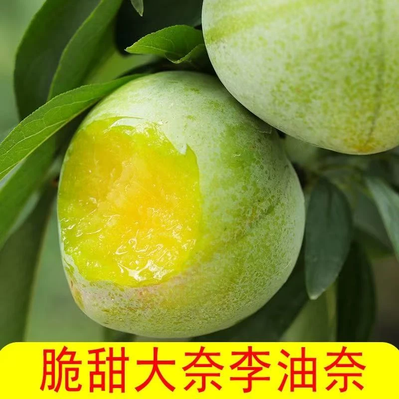 正宗脱骨奈李新鲜树熟脆甜多汁当季水果A