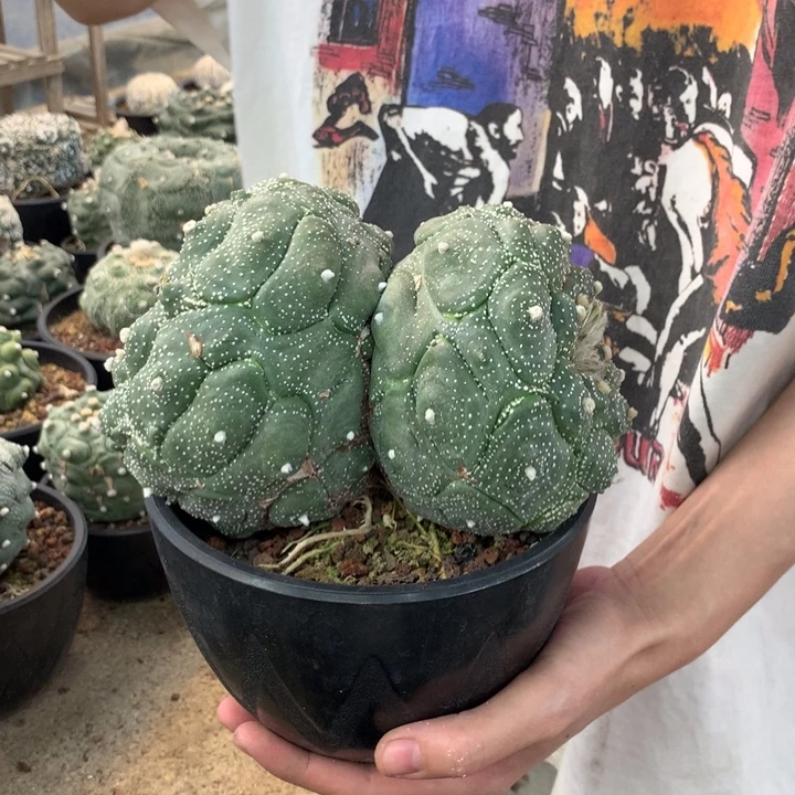 龟甲兜10号。。。。。。。。。。。