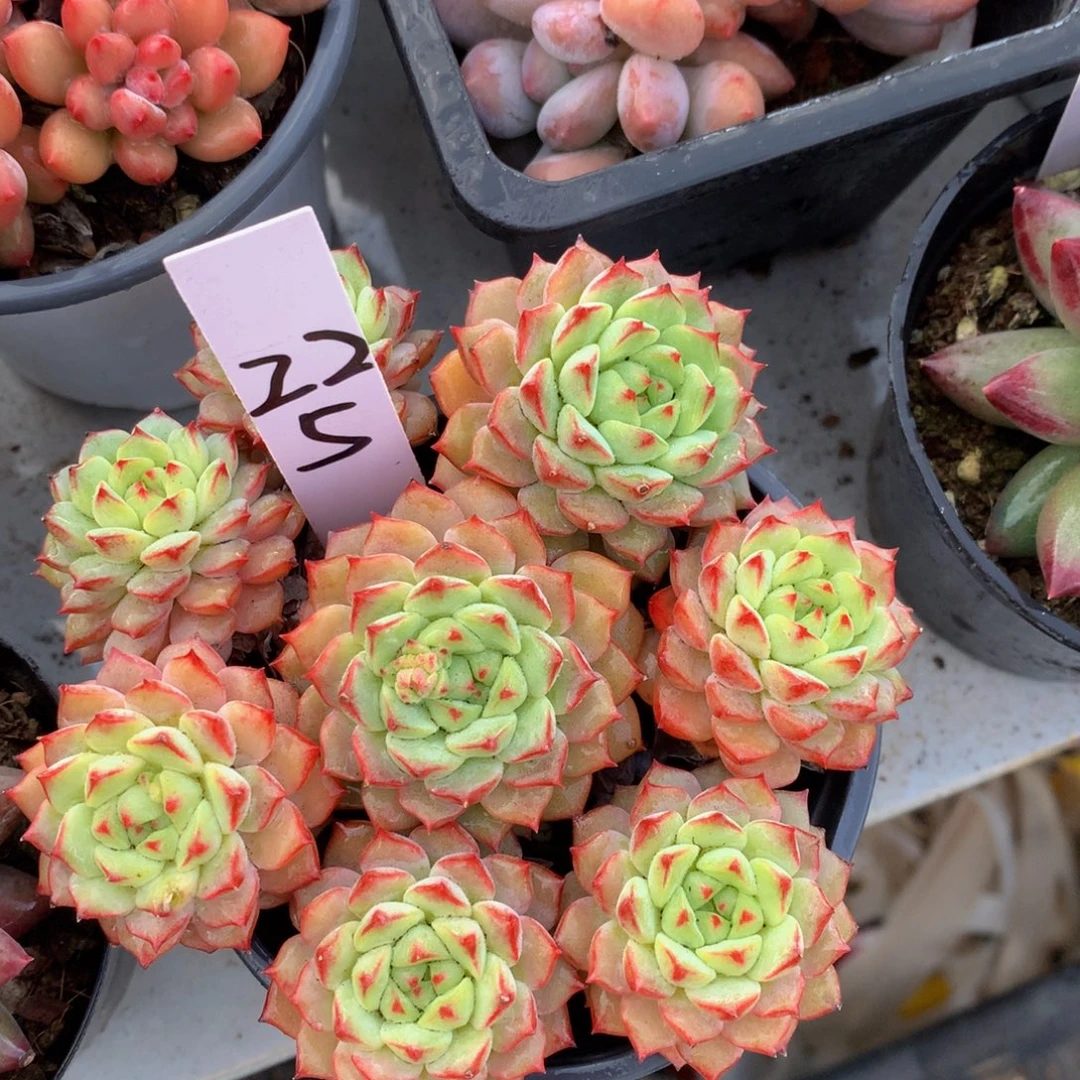 熊猫脸uwuwuwuuwwuue