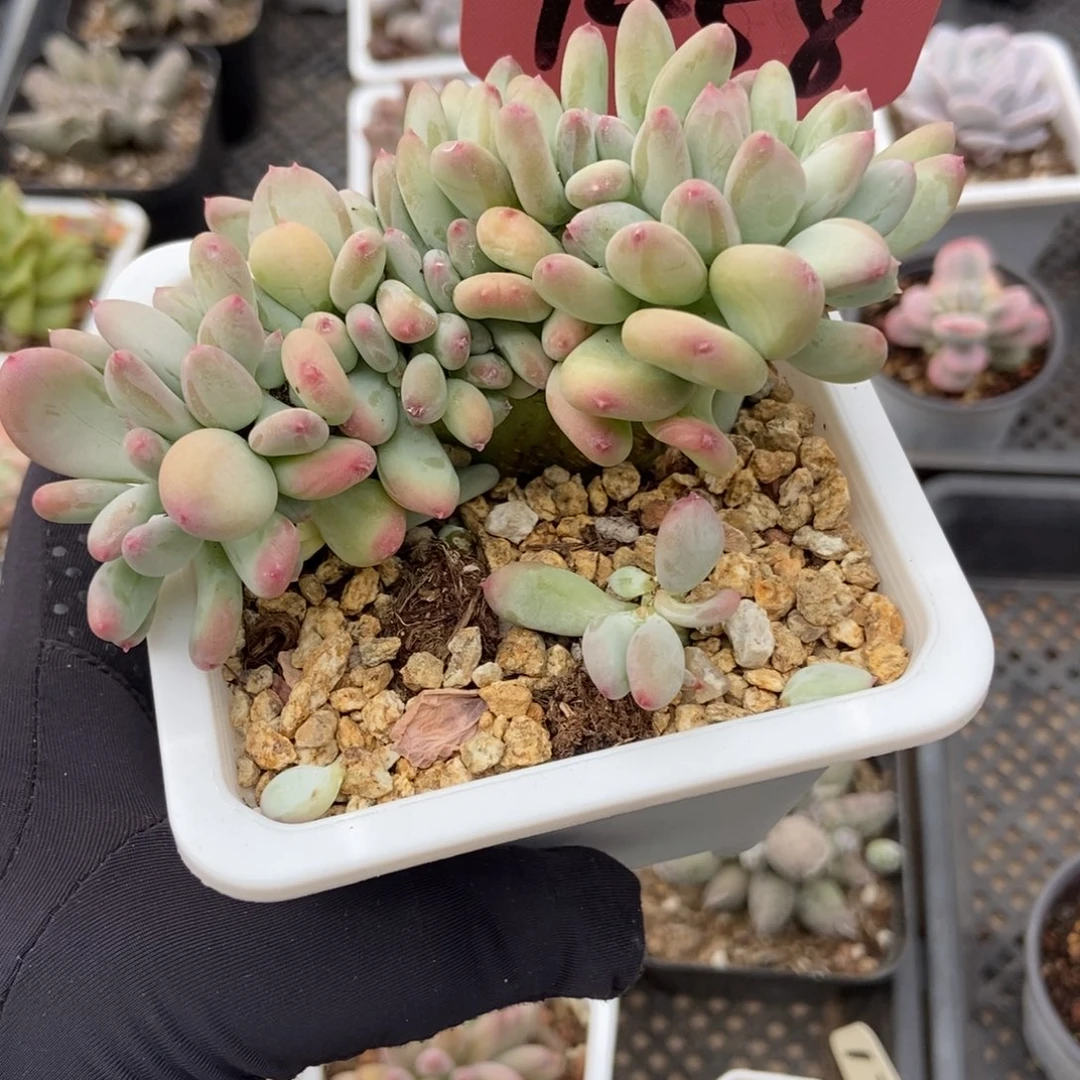 1458糖豆奶缀多肉植物保护