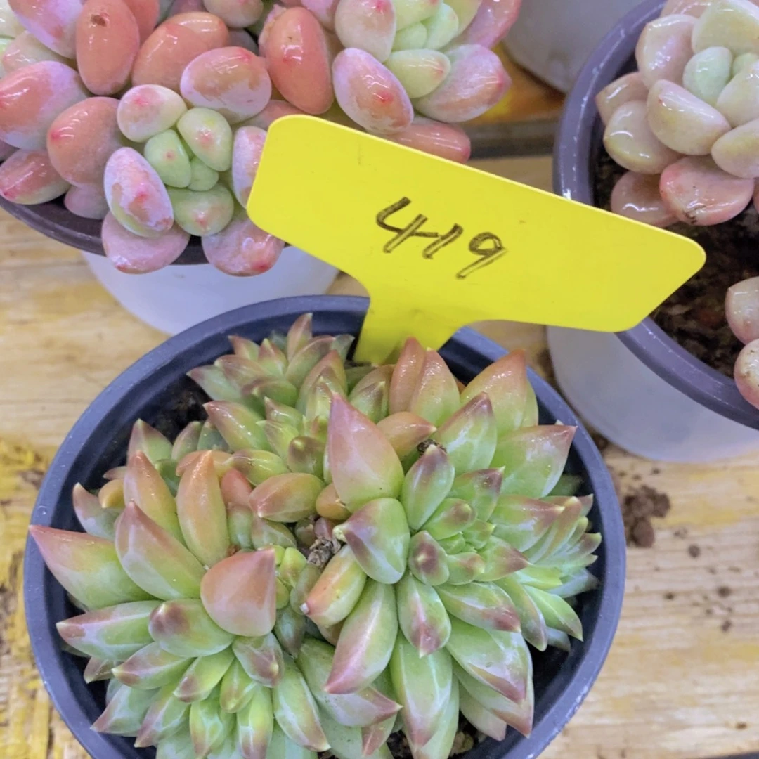 清货转场，一物一拍，看准下单