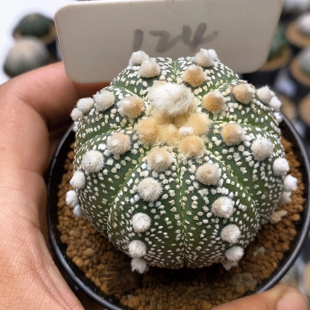 124福利特价咯福利了