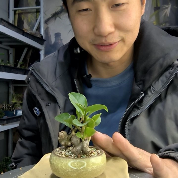 一****?小盆景小植物一物一拍81