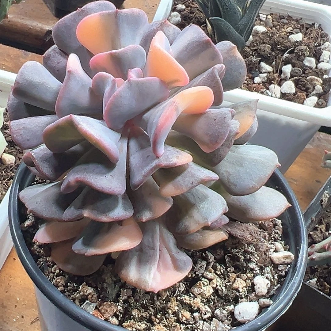 雪精灵锦 小方花圃一单包邮