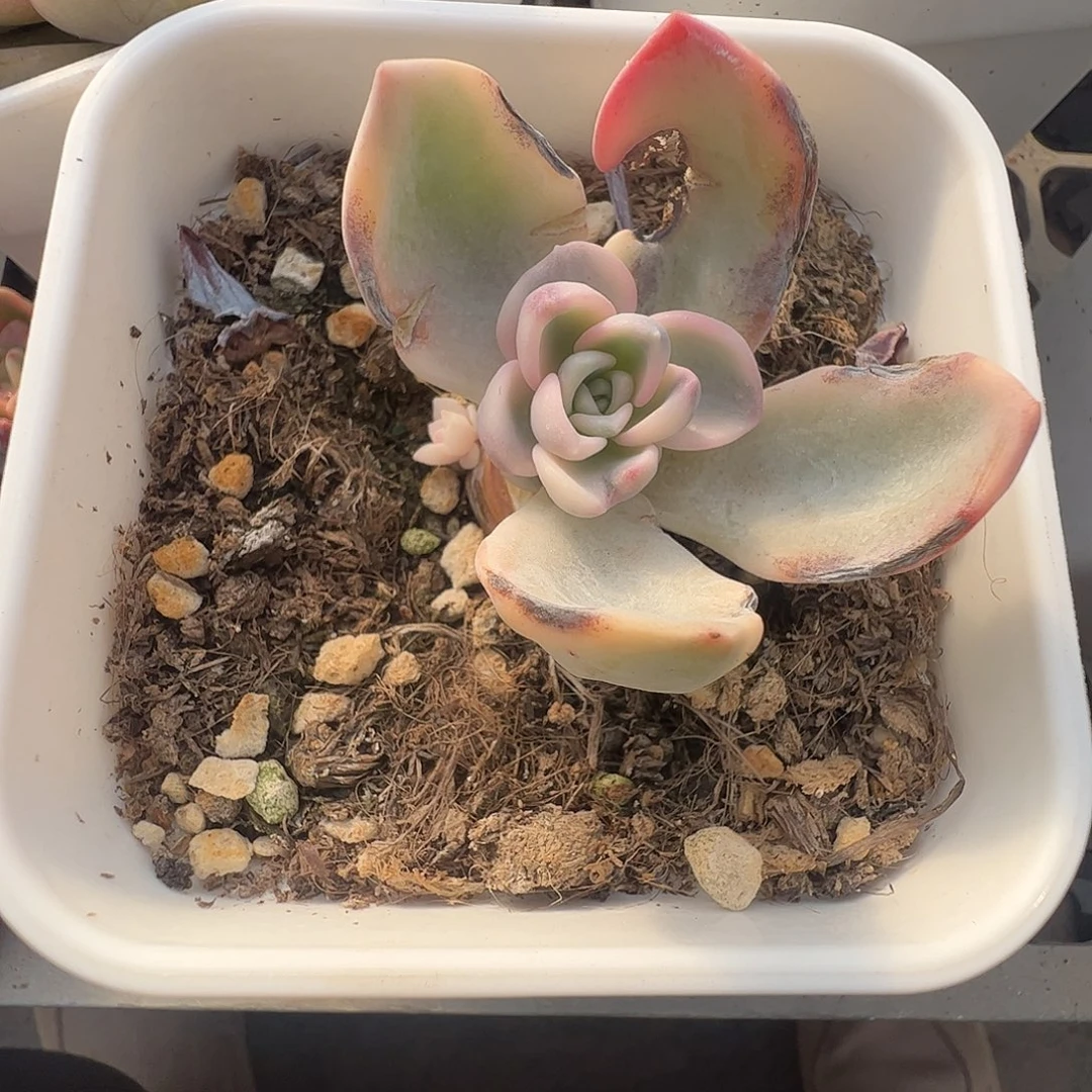 ****訫多肉植物多肉植物