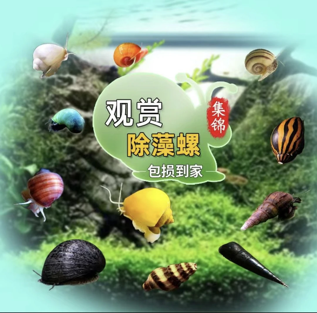 观赏鱼除藻螺观赏螺黑金刚黄金螺鱼缸专业除藻清洁工具