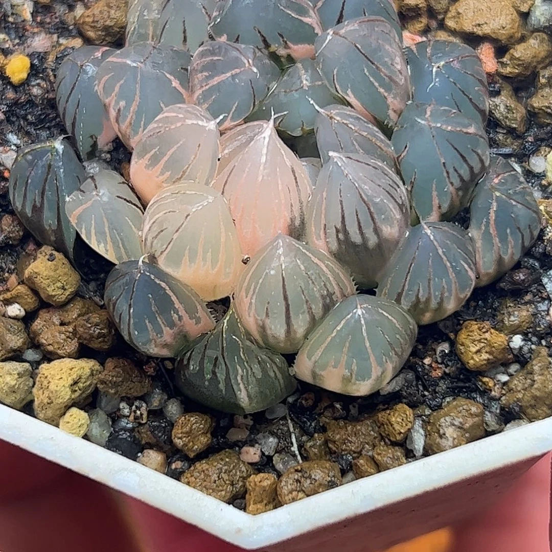 一半糊斑霓虹灯锦十二五公分
