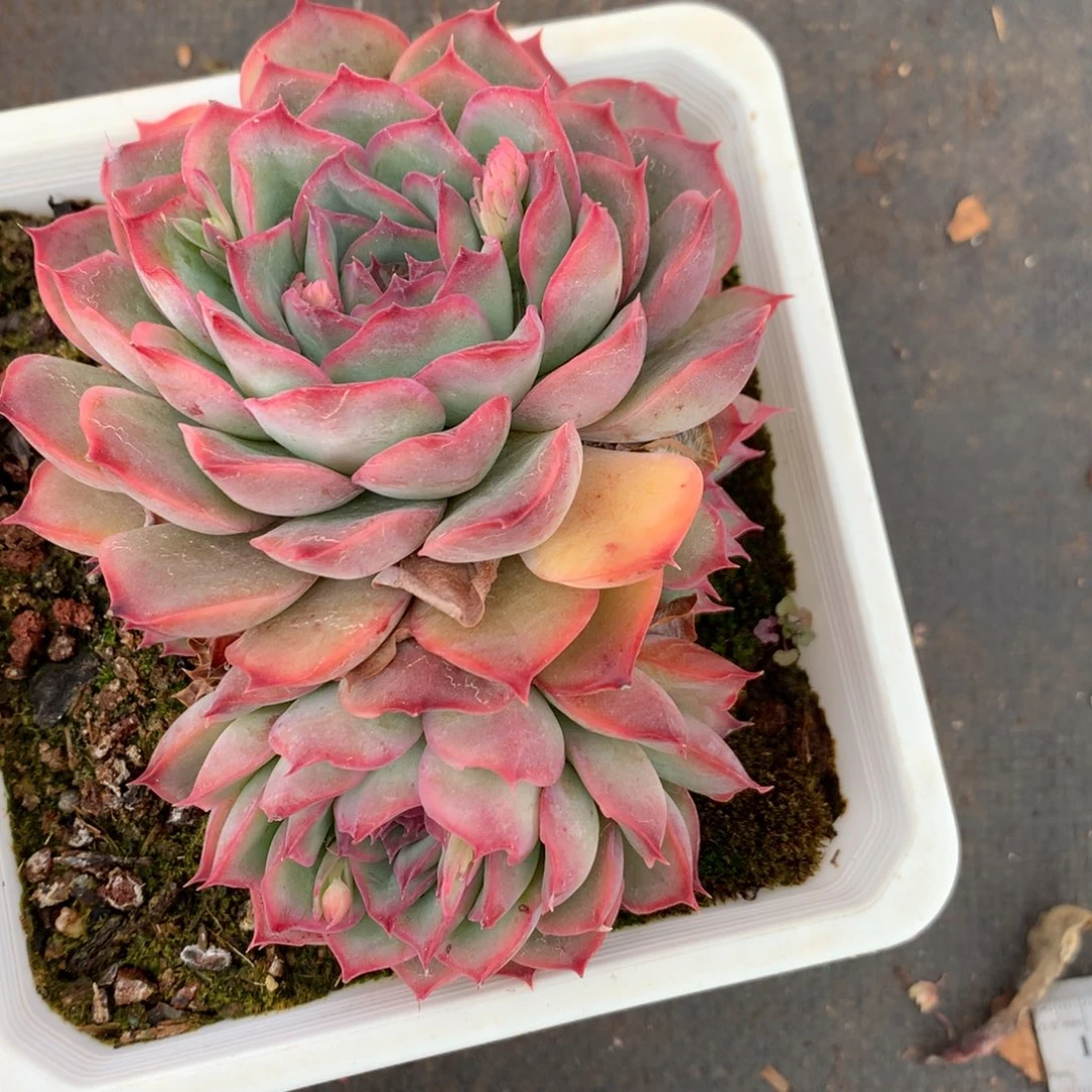 236杂交多肉11冠幅