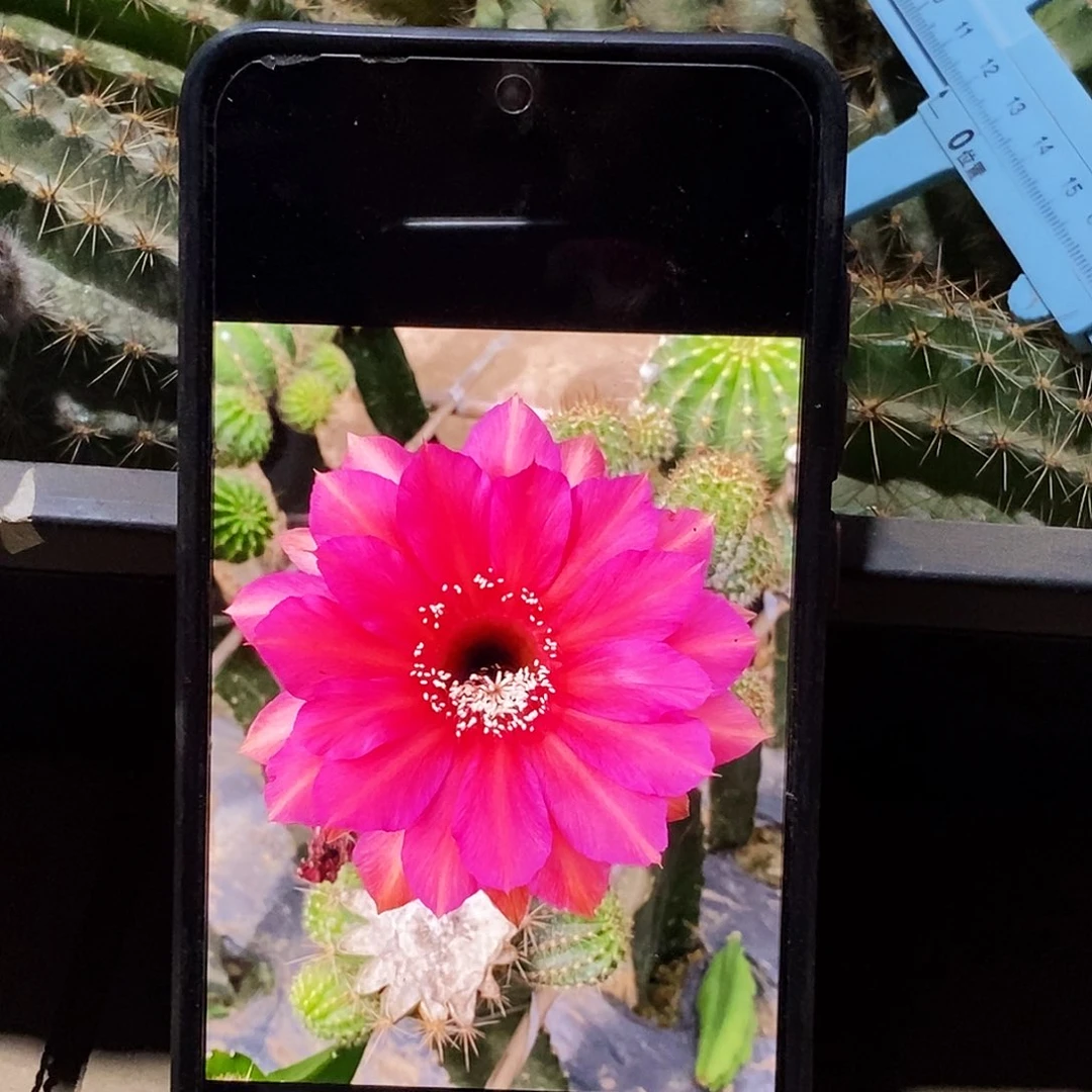 彩 事件侧芽丑 5公分以上