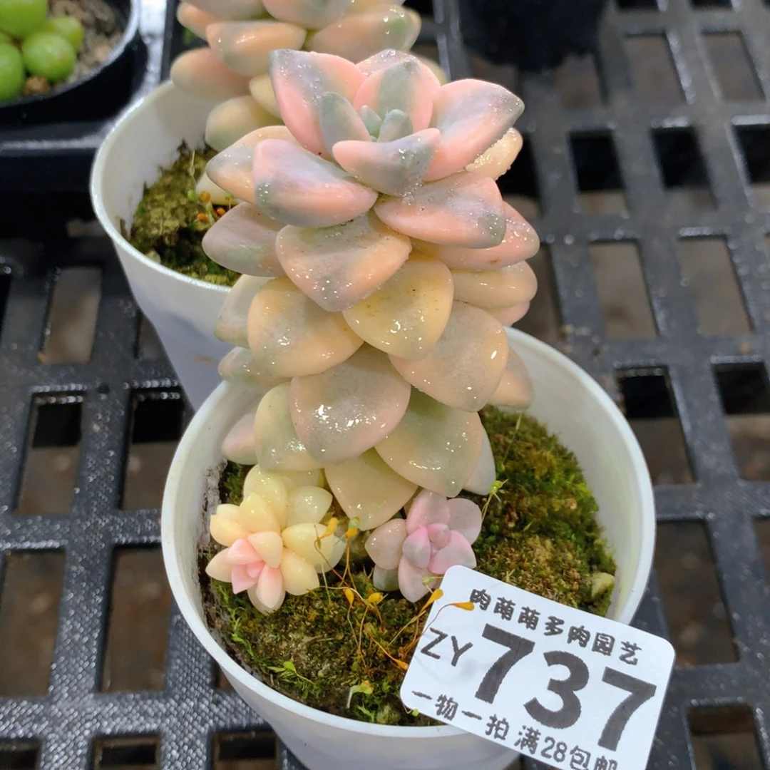 肉萌萌拇指盆精控多肉ZY737