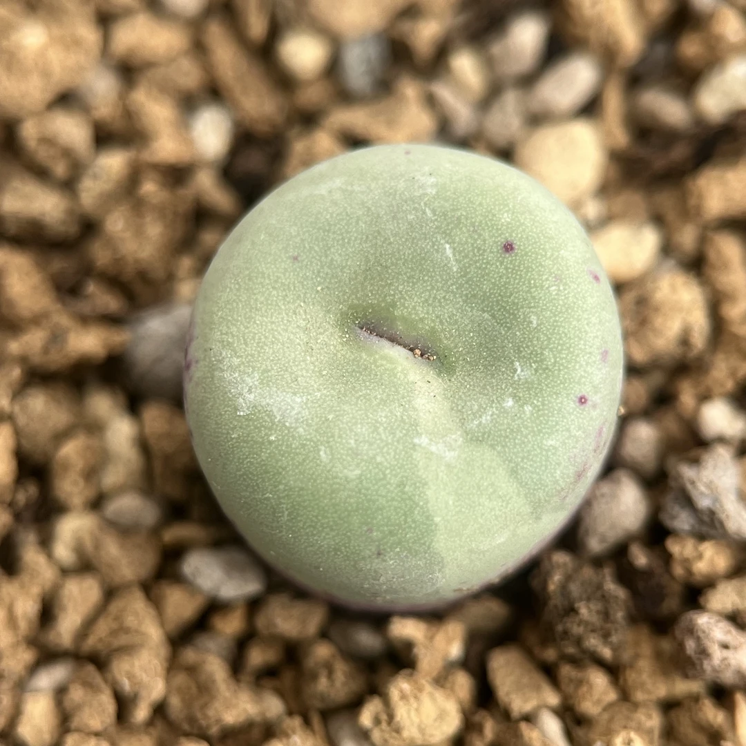 肉锥实生大型红嘴锦肉锥锦