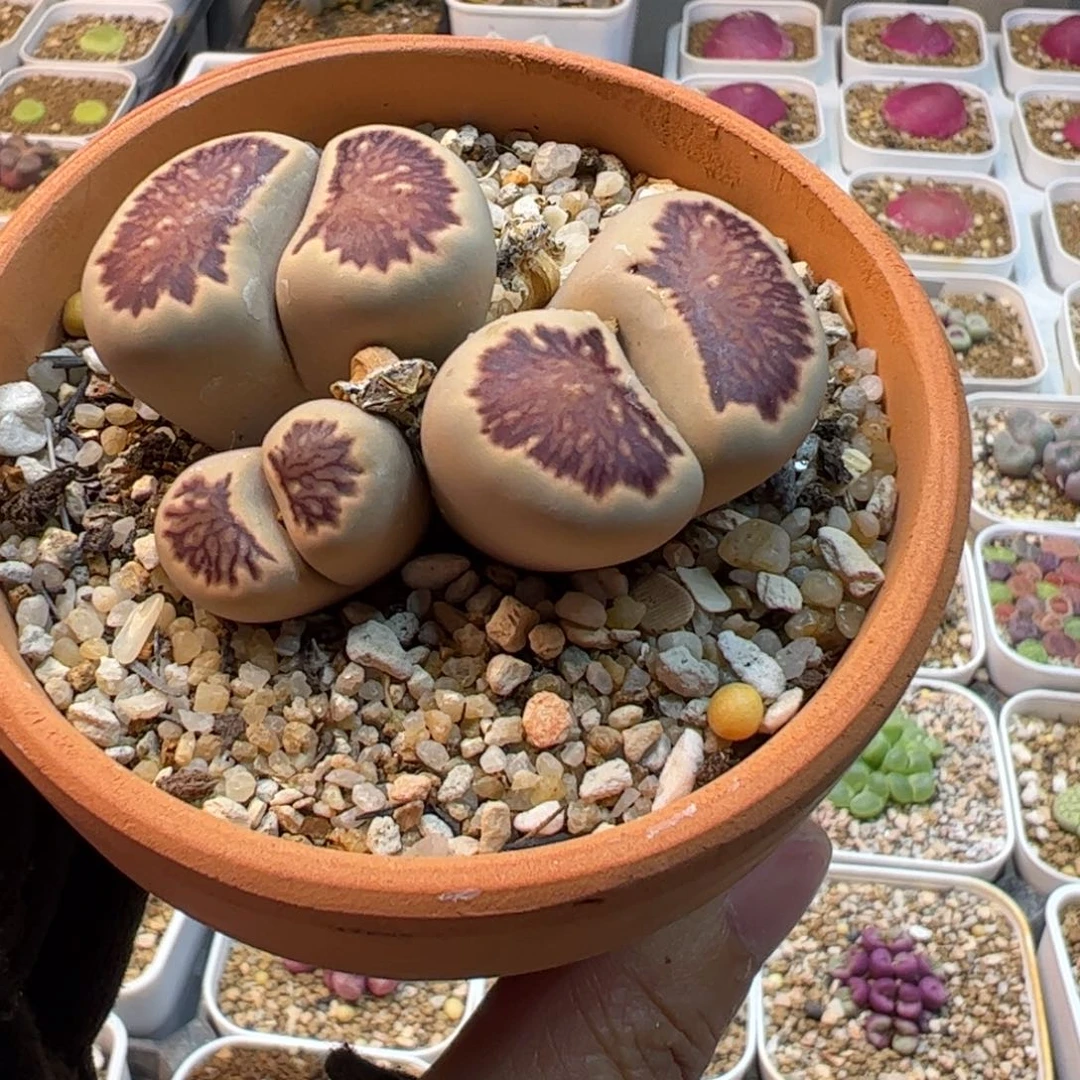 一盆母本菊多肉植物百科