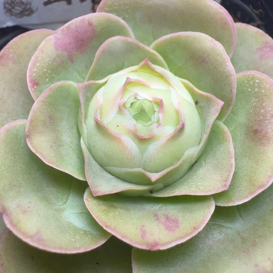 楹楹-956-冠幅  5CM