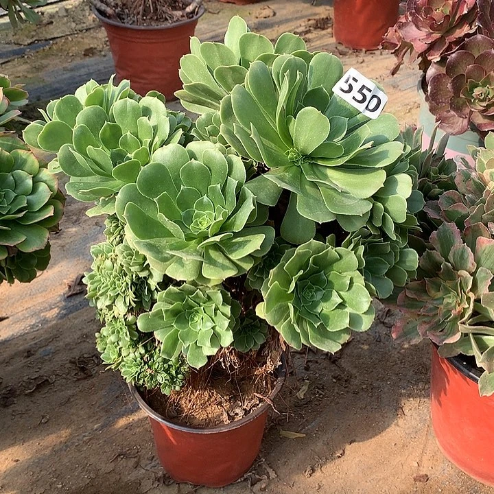 多肉植物绿羊绒缀550