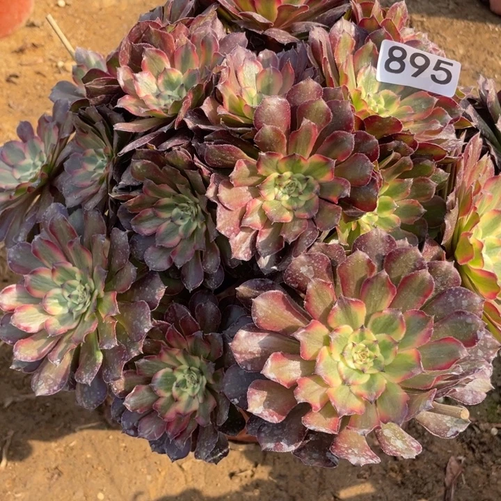 霞***8无花朵895多肉植物补价