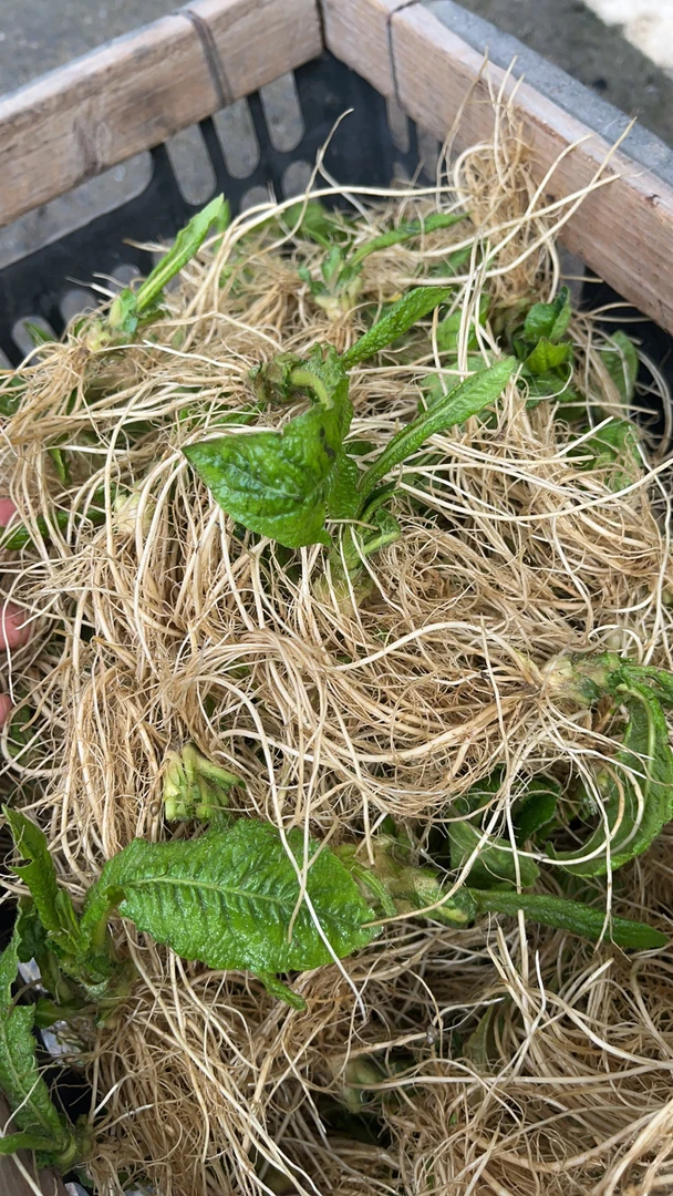 新鲜正宗地胆头广东特产煲汤野生现挖现发草鞋根苦地胆纯头煲汤料