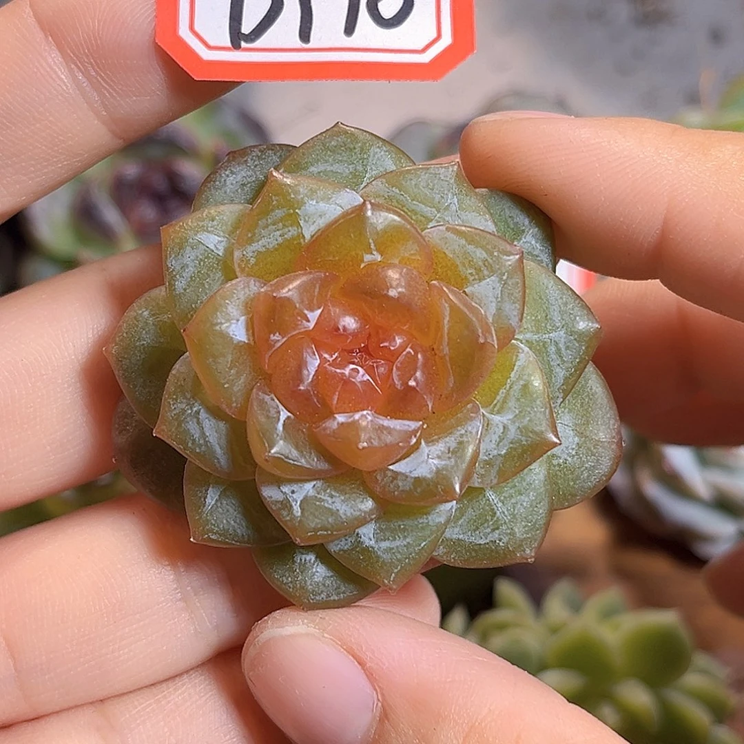 D170 一物一拍 琉璃