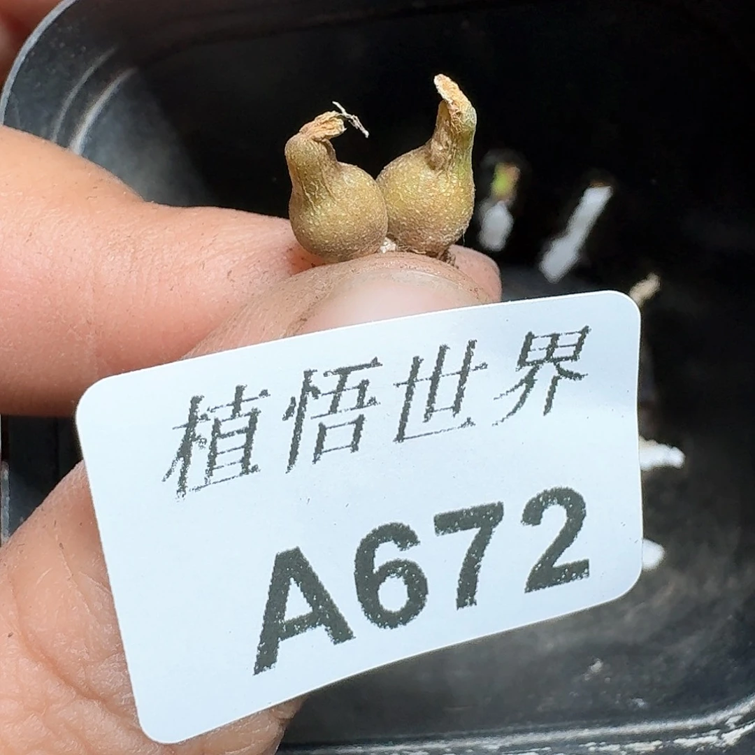 672号多肉植物哇f v
