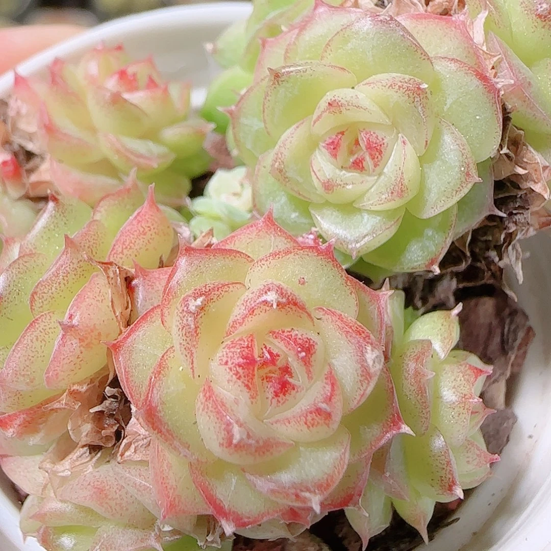 花语逸镜1119-248散
