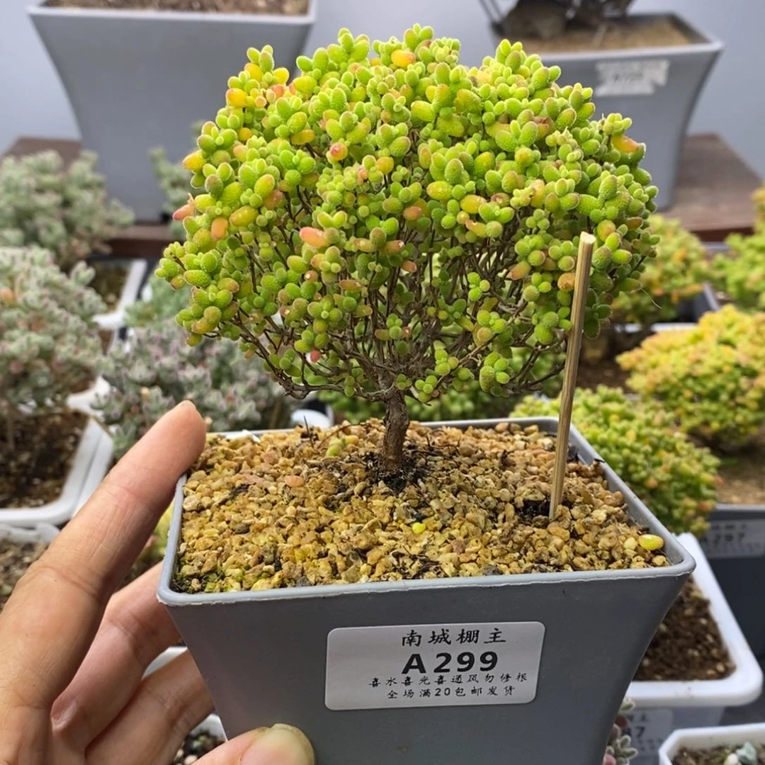 299蜜橘糖球枝干番杏