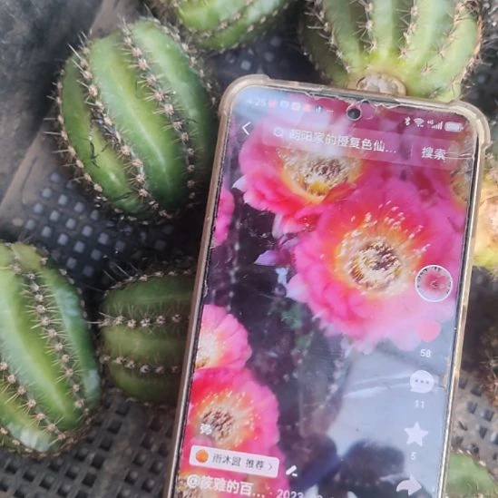 仙人球丽花ky1537侧芽