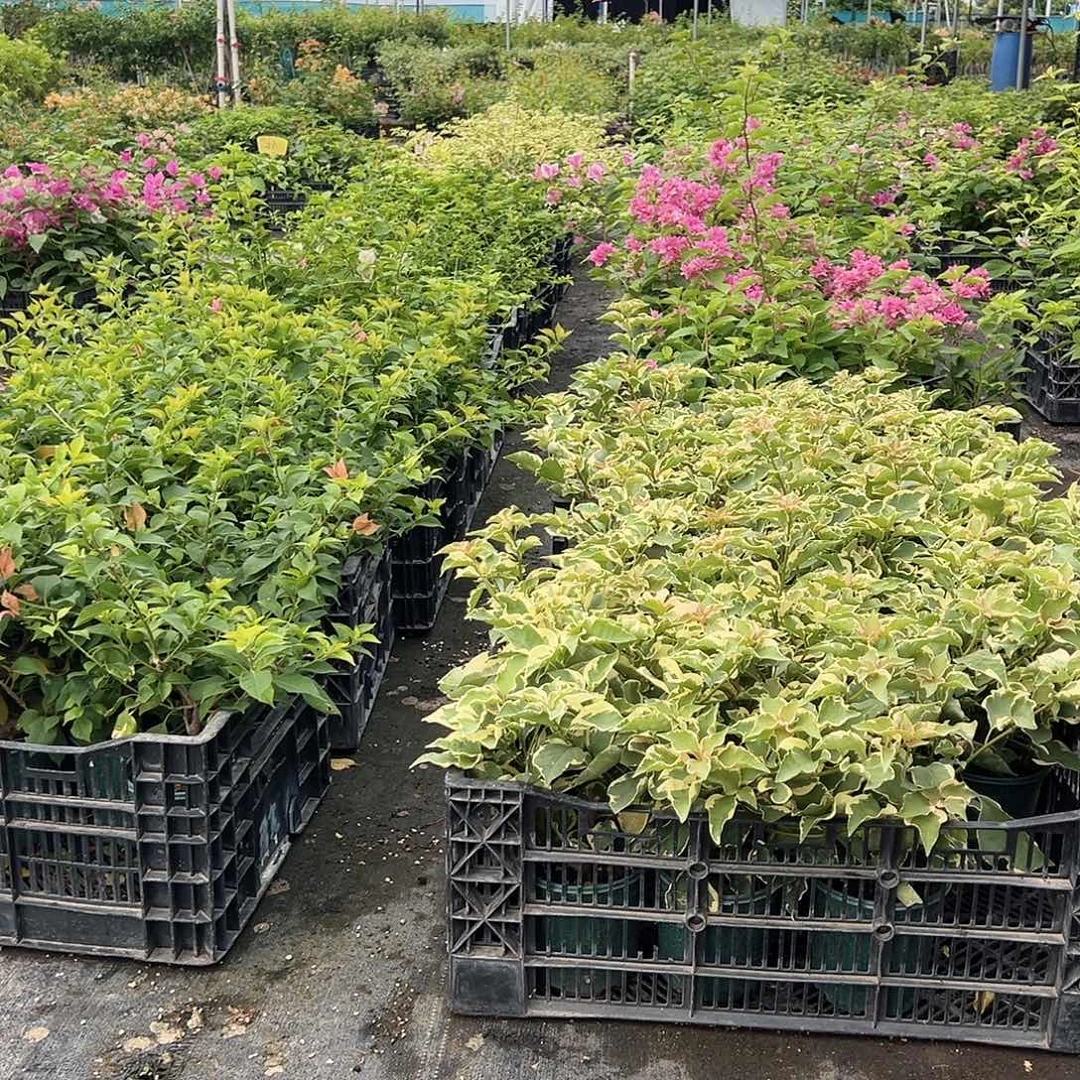 当前无花栽培后可以开花随机掌中宝一颗