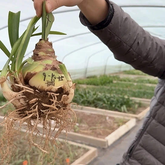 甜蜜妮芙3号主球9～10带8个侧 开花包对版