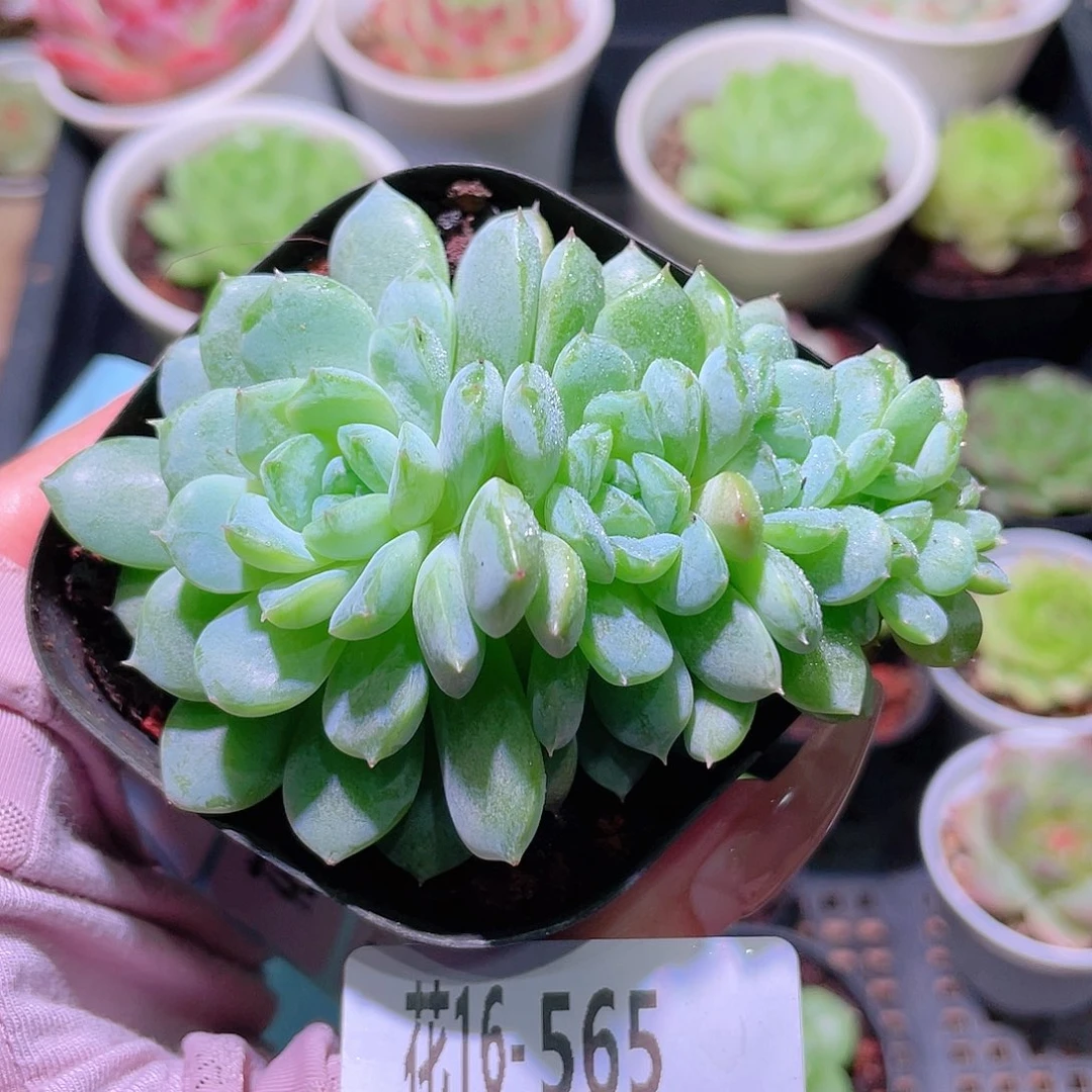 花利美16-565新品缀化