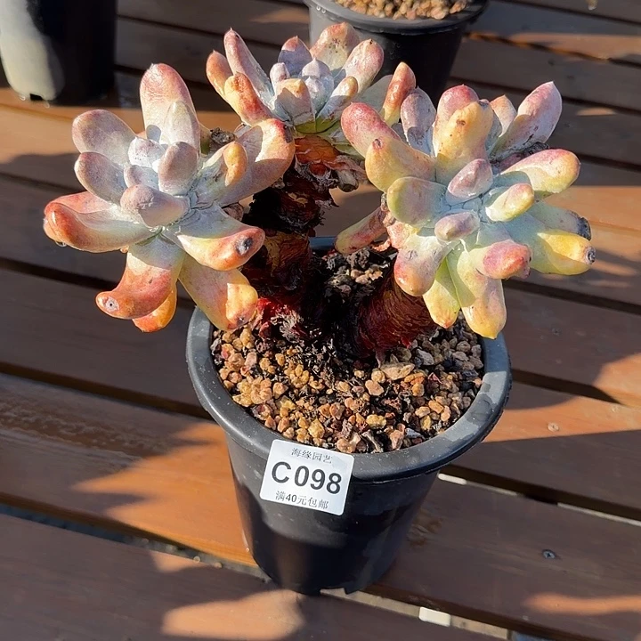 拇指仙女杯多肉植物