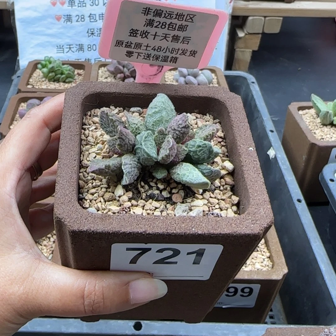 蝎***️721大鱼海棠多肉植物微瑕