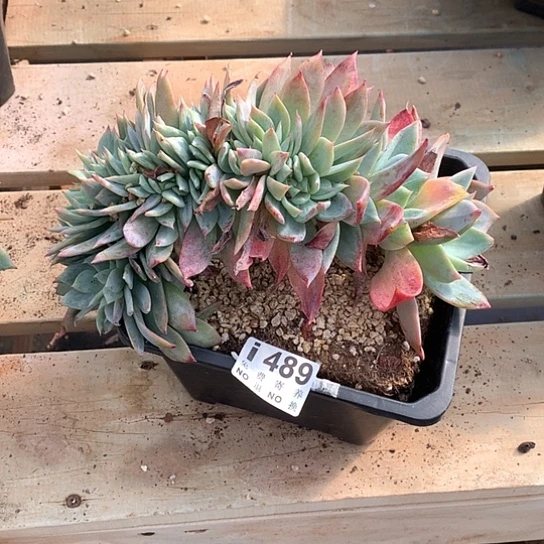 感***恩烟火缀化489 亏本处理退款拉黑7-8天发货