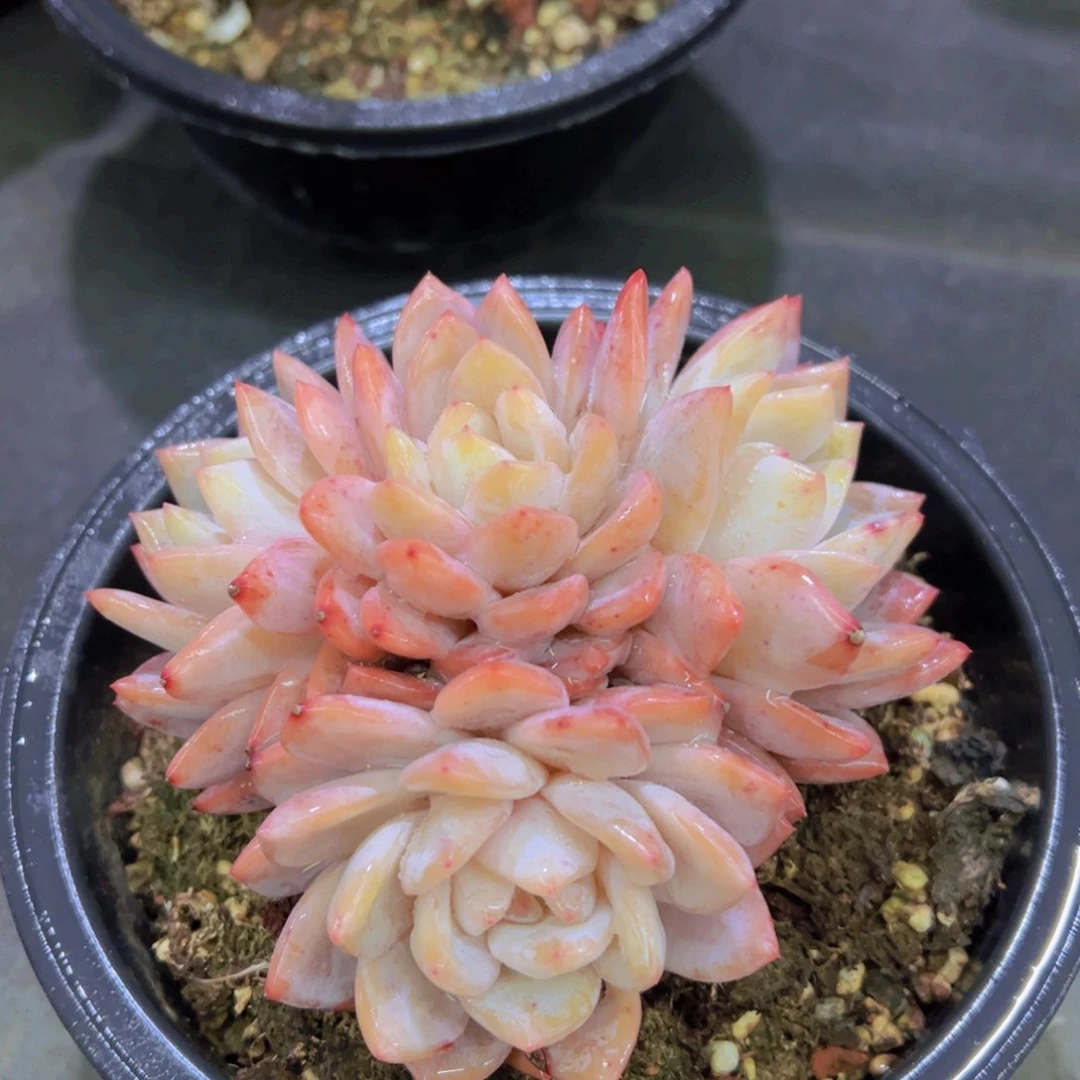 可****渴韩橙，多肉植物