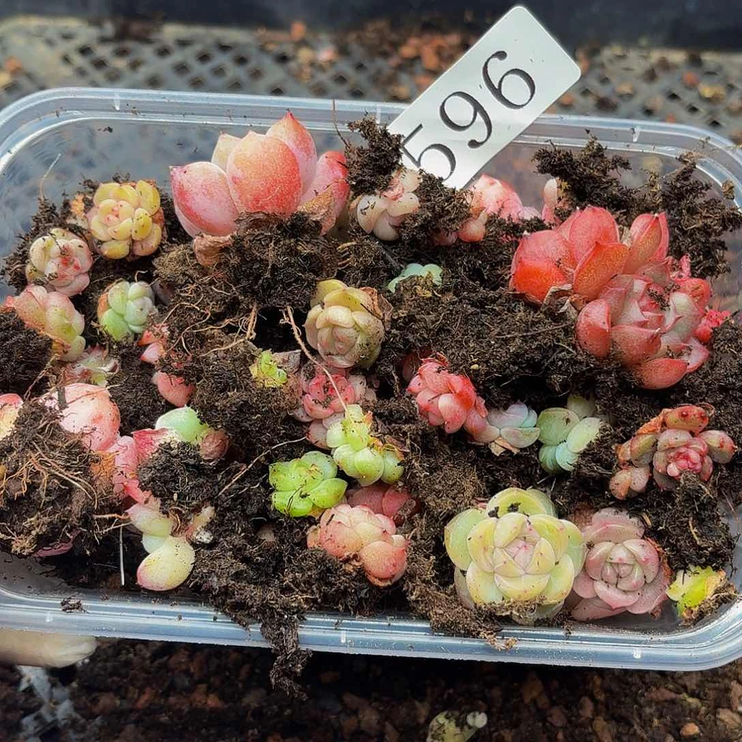 多肉植物多肉植物596