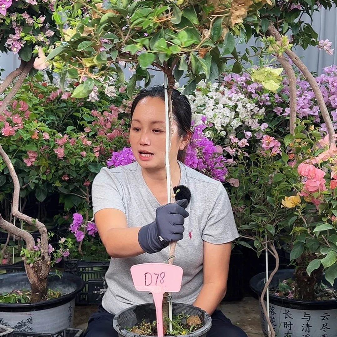 D***哥大部分花苞少量开放D78卡亚塔