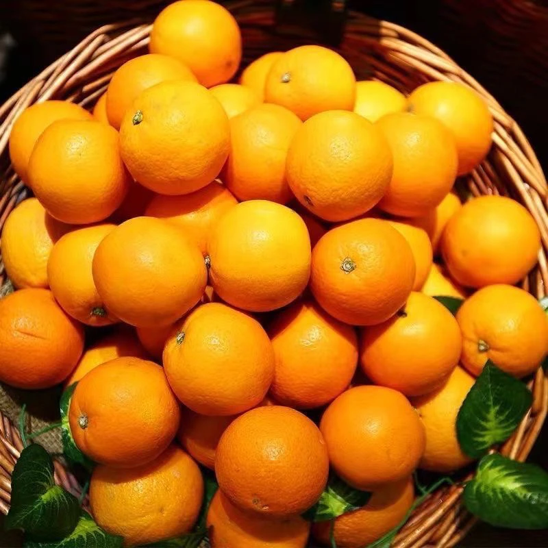 湖南耒阳早熟蜜桔现摘现发薄皮无籽酸甜多汁新鲜应季水果