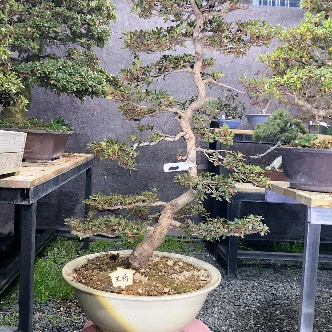 红陶華杜鹃花，华哥年后发