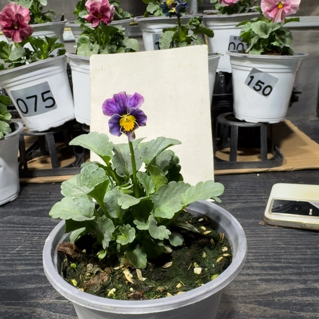 全部花朵327号青金石