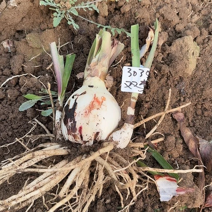 用****0双梦7+带2侧3035