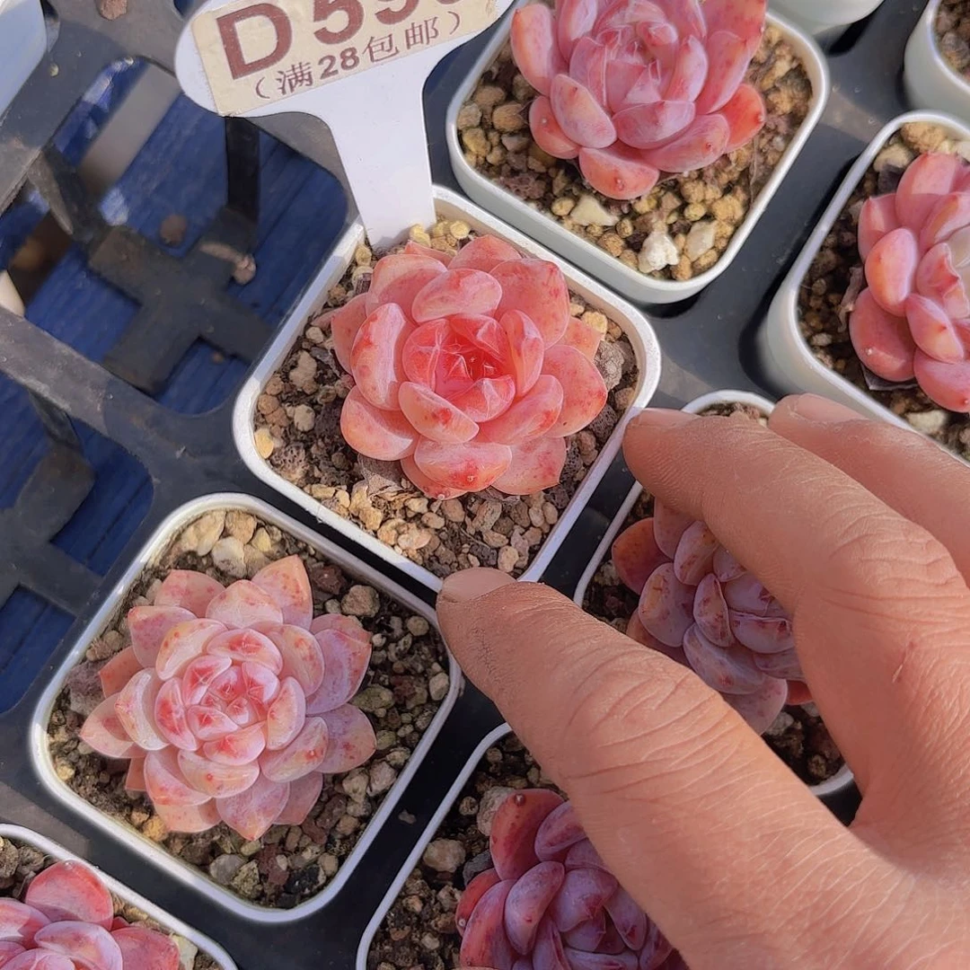 D599粉笔一物一拍