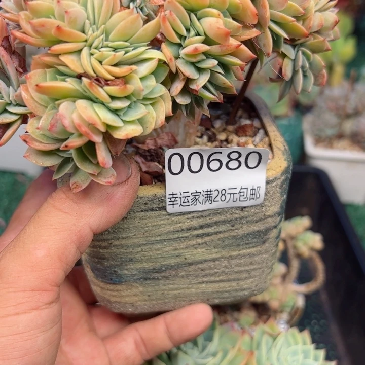 幸运的是我的朋友是