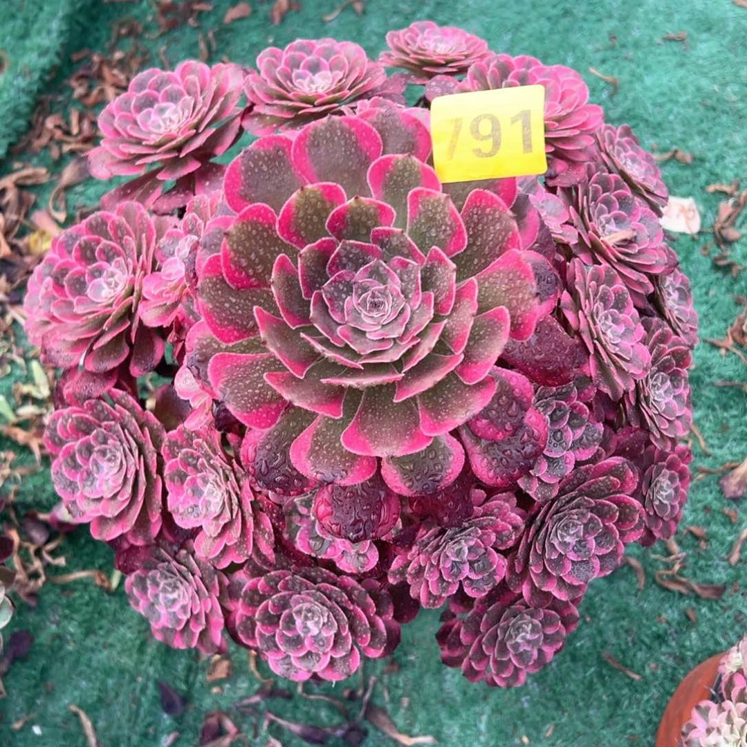 791霁月法师多肉植物