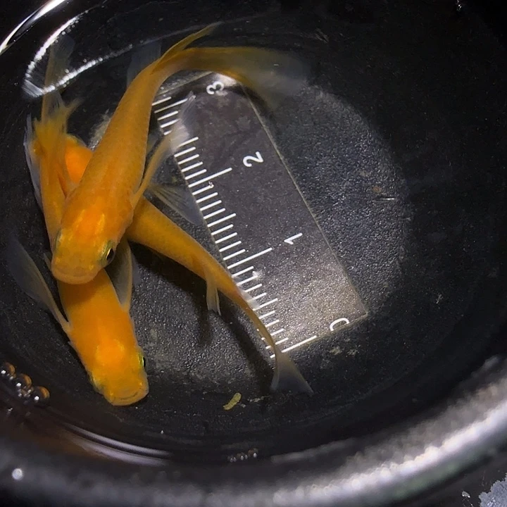 青鳉鱼一物一拍816
