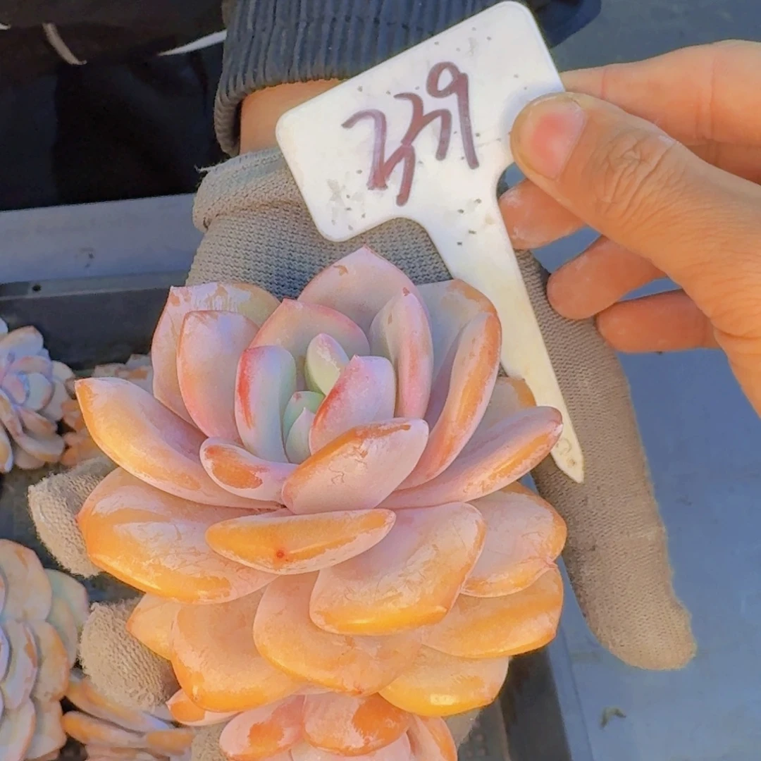 多肉植物和植物等植物