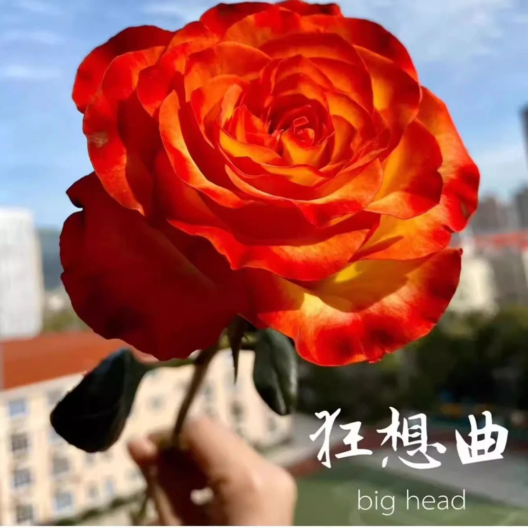 【买三送一】狂想曲 切花玫瑰月季 灌木复色 多季开花扦插苗