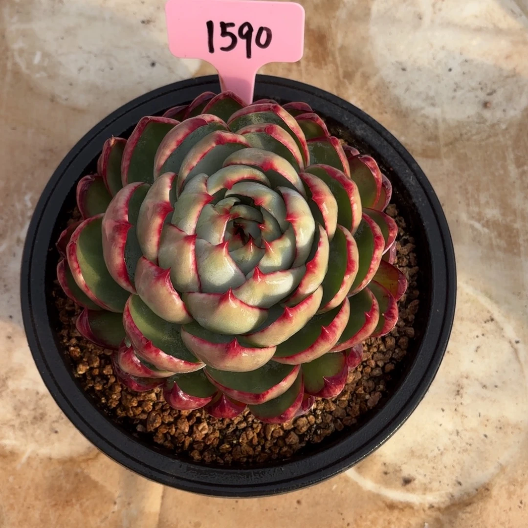 多肉植物惊鸿仙子1590