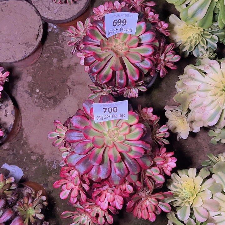 一**你699 700香奈尔多肉植物两颗