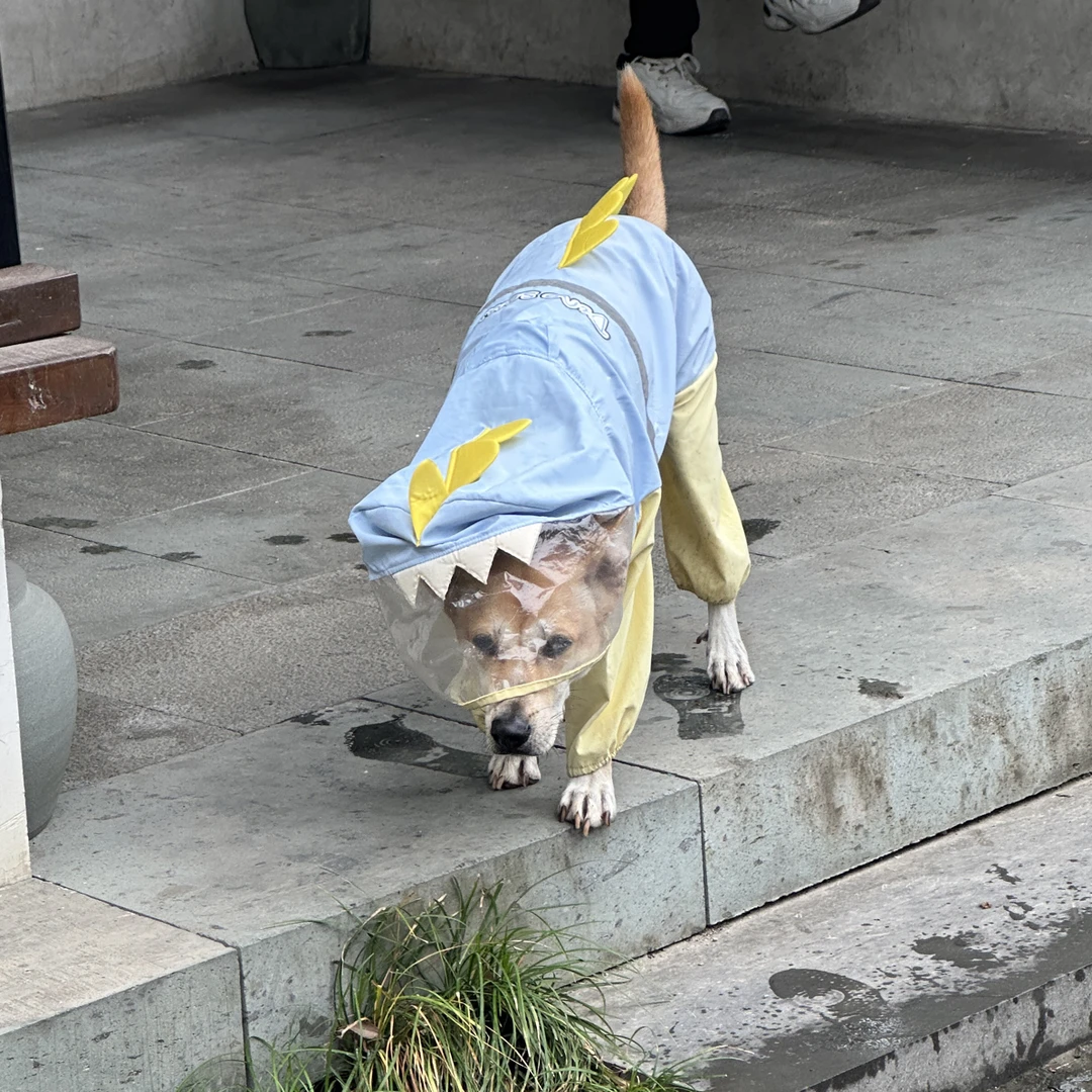宠物服饰猫咪狗狗外贸衣服尾货 直播链接 no退no换
