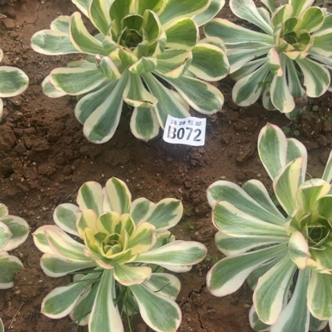 072燕子锦不包断枝